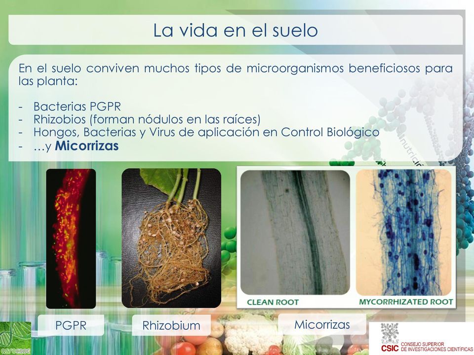 Rhizobios (forman nódulos en las raíces) - Hongos, Bacterias y
