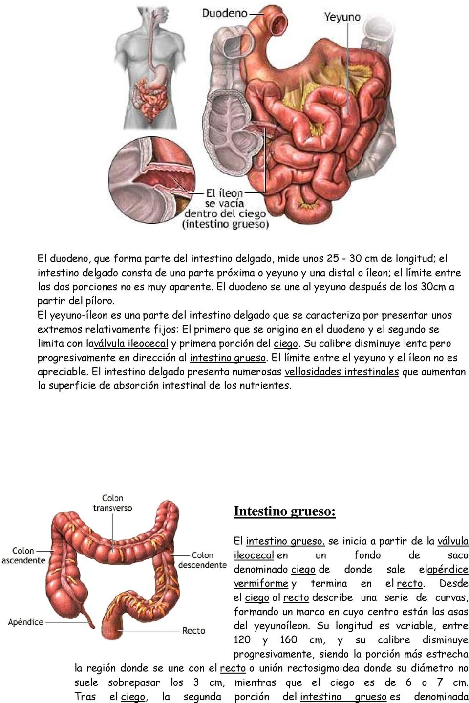 El yeyuno-íleon es una parte del intestino delgado que se caracteriza por presentar unos extremos relativamente fijos: El primero que se origina en el duodeno y el segundo se limita con laválvula