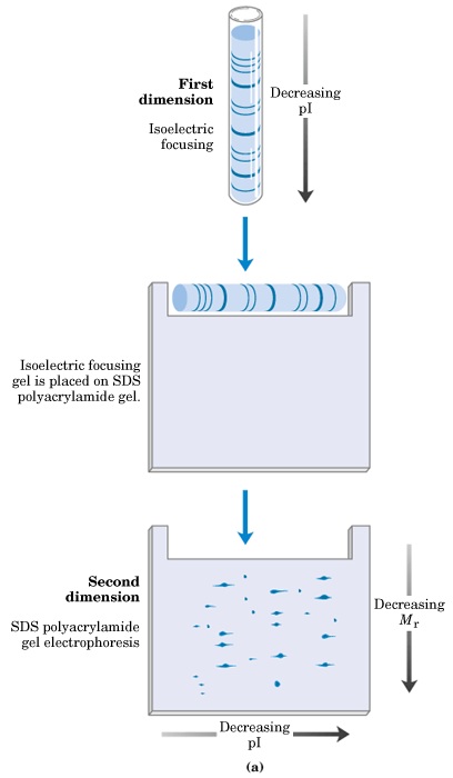 Fig. E) Electroforesis bidimensional. Las proteínas se separan en un primer momento mediante enfoque isoeléctrico en un gel cilíndrico.