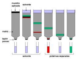 En la preparación para el análisis, el péptido se rompe en sus aminoácidos constituyentes reduciendo todos los enlaces disulfuro,