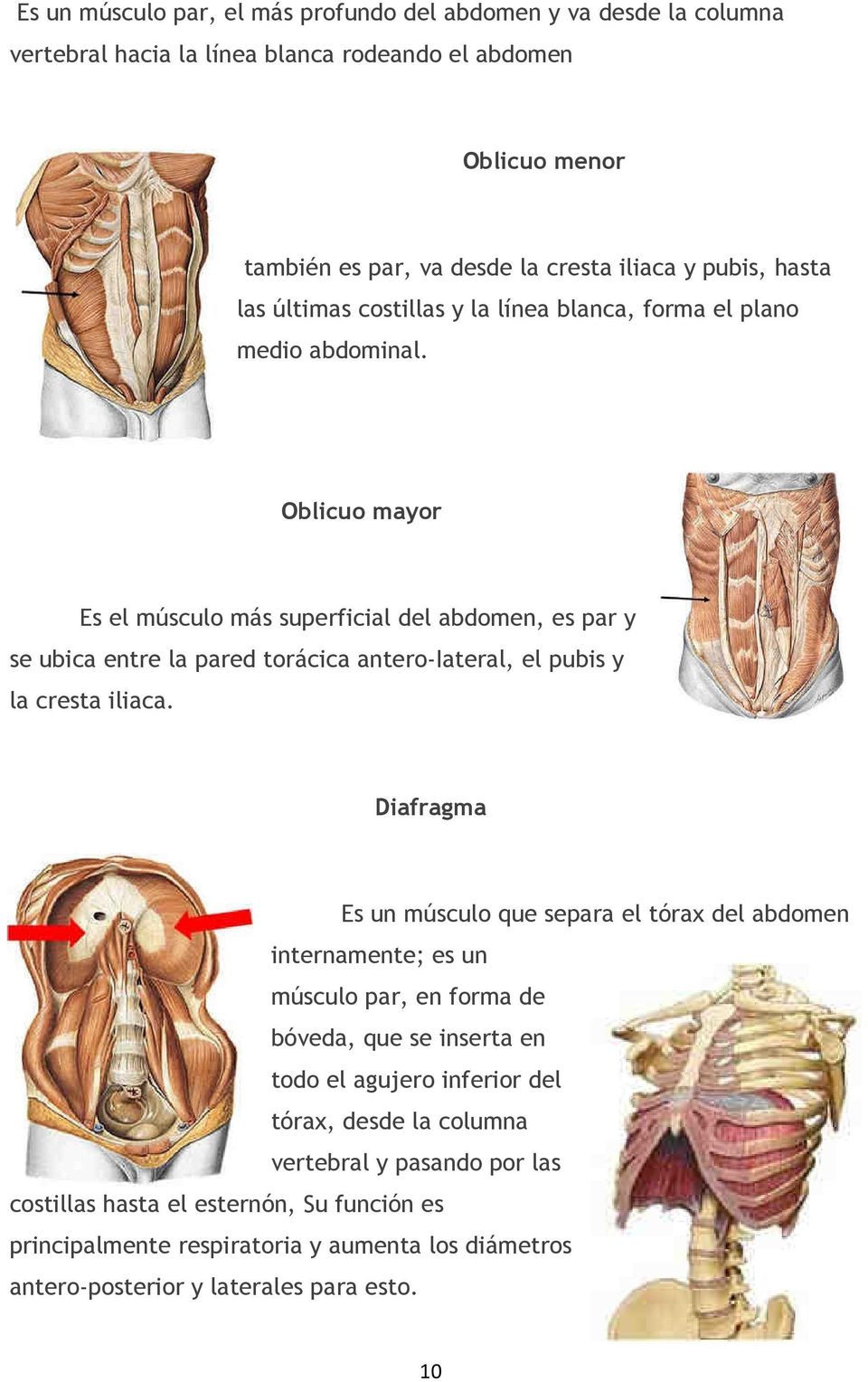 Oblicuo mayor Es el músculo más superficial del abdomen, es par y se ubica entre la pared torácica antero-iateral, el pubis y la cresta iliaca.