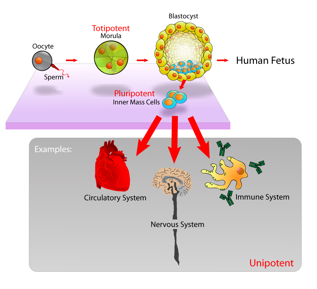Células madres pluripotentes embrionarias originadas de la masa interna del blastocisto.