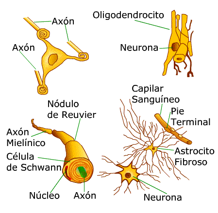 4. Tejido Nervioso - Neuronas - Neuroglias: