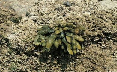 7. Reino Protoctista: protozoos y algas Algas Organismos unicelulares o pluricelulares autótrofos Todas tienen
