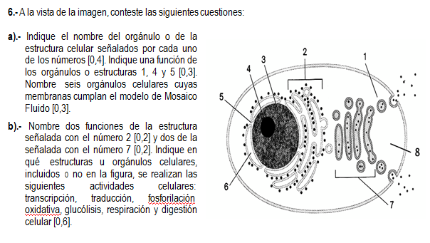 - Mitocondria (citoplasma) (0,1 cada uno)... 0,2 En todas las células eucarióticas.