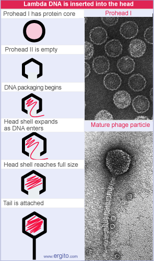 Bacteriófago lambda Genoma viral: DNA o RNA