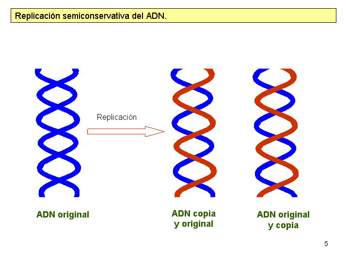 TEMA 6: REPRODUCCIÓN, HERENCIA Y GENÉTICA 6.1. Replicación del ADN. Transcripción, código genético y traducción.