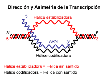 esta dirección. Recuerde que la dirección en la que las ADN polimerasas sintetizan ADN es también la misma 5'P 3'OH.