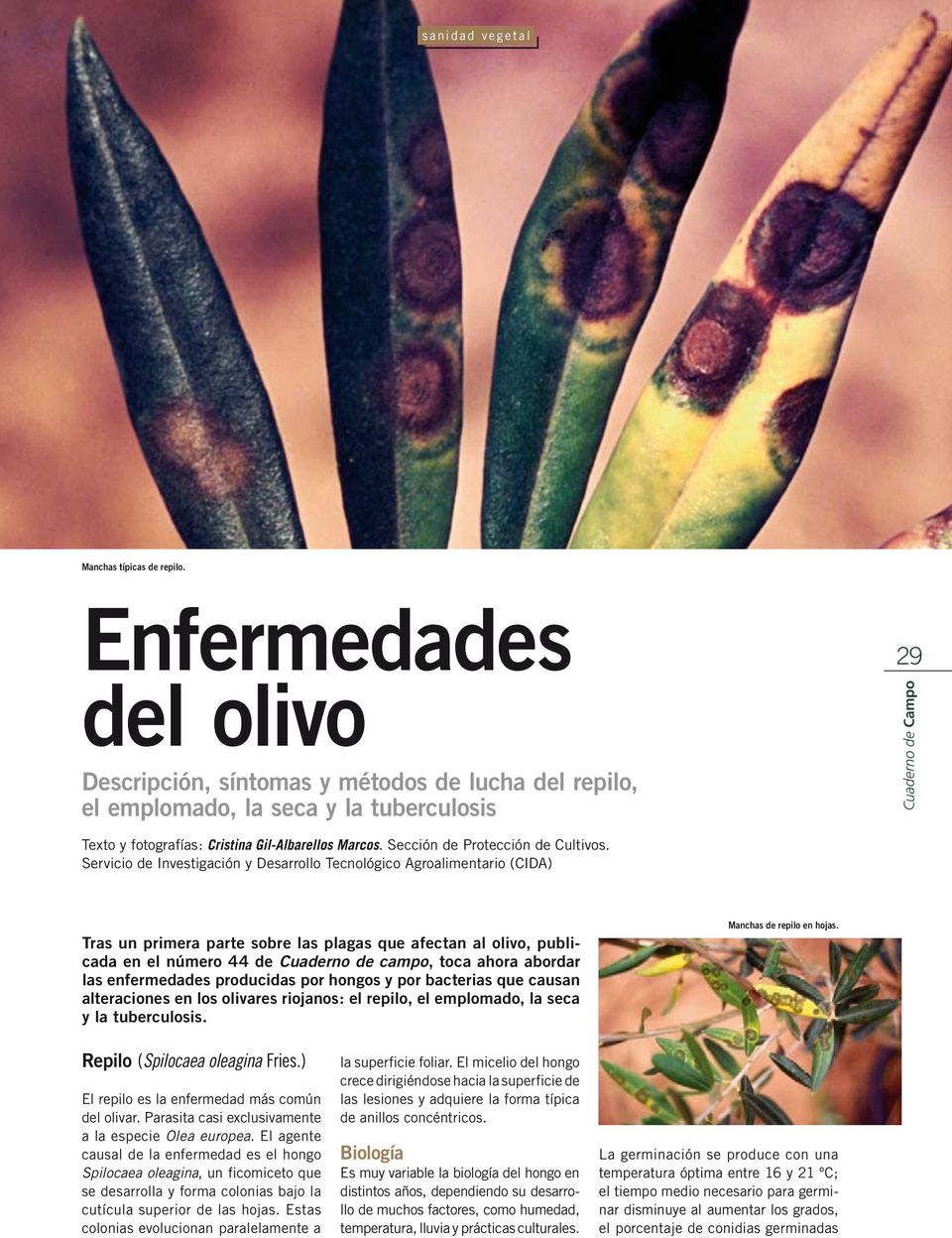 Servicio de Investigación y Desarrollo Tecnológico Agroalimentario (CIDA) Tras un primera parte sobre las plagas que afectan al olivo, publicada en el número 44 de Cuaderno de campo, toca ahora
