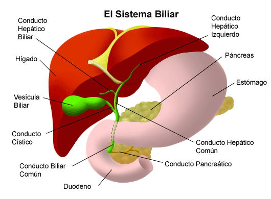 EL HÍGADO ES LA MAYOR VÍSCERA DEL CUERPO Las vías biliares son las vías excretoras del hígado, por ellas la bilis es conducida al duodeno.