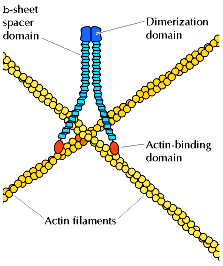 Haces y redes de actina Filamina (280 kd) 14
