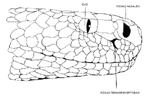 Un caso especial de receptor térmico es el órgano en foseta (fosas termorreceptoras) de algunas serpientes.