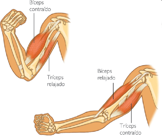 El movimiento del brazo, como ejemplo El biceps y el triceps son dos órganos diferentes que mueven el brazo.