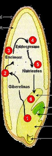 Germinación de la semilla de Arroz Cubierta Seminal Capa de Aleurona 1 2 3 4 5 Activación del embrión. Liberación de giberelinas Inducción de genes por las giberelinas en la capa de aleurona.