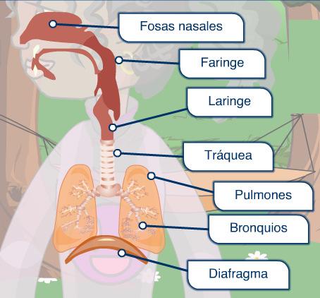 RESPIRAMOS El aparato respiratorio es la parte de nuestro cuerpo que se encarga de respirar. Está formado por las vías respiratorias y los pulmones.