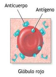 La aglutinación es una forma de unión del antígeno que entra (A o B del donante) con el anticuerpo del aceptor. Se forman una especie de grumos en la sangre.
