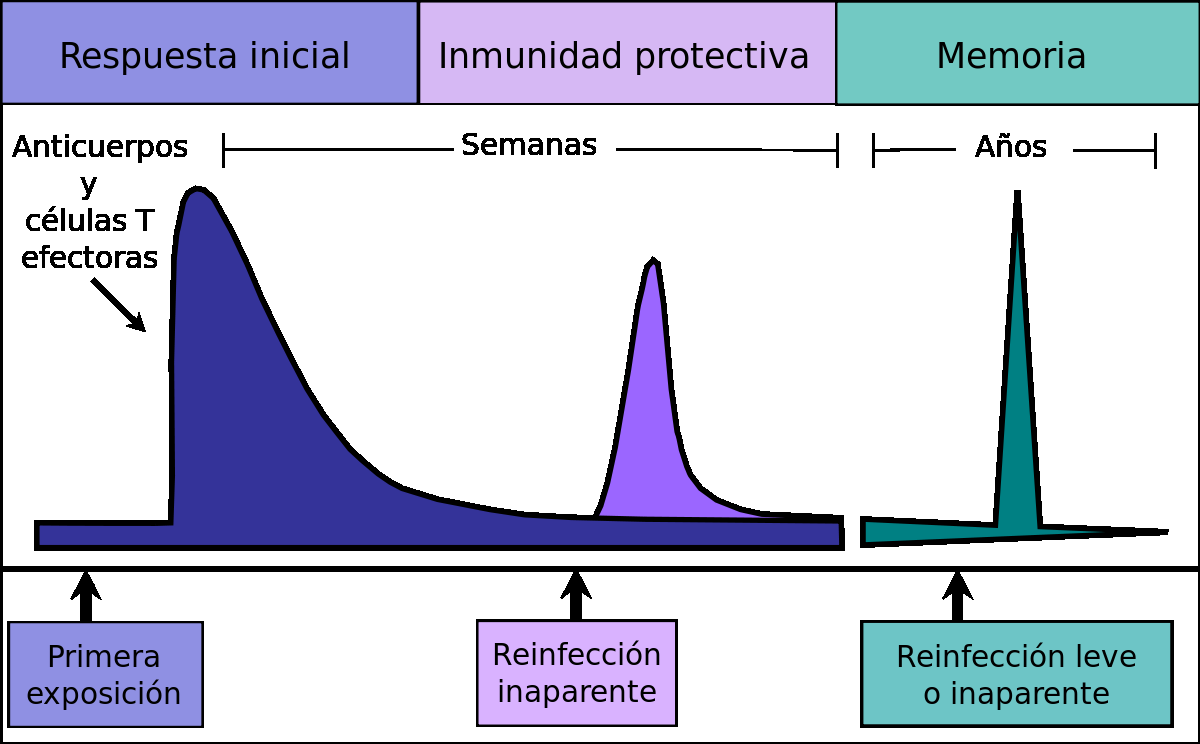Sistema inmunitario 9 Inmunidad pasiva El curso del tiempo de una respuesta inmunitario comienza con el encuentro con el patógeno inicial (o la vacunación inicial) y conduce a la formación y