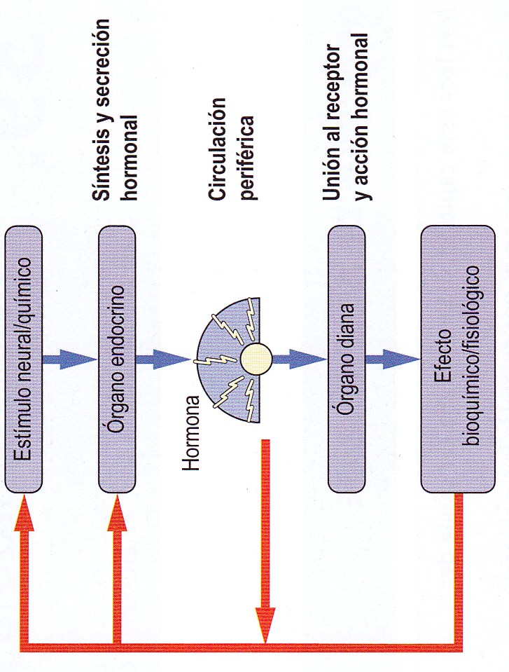 Procesos endócrinos