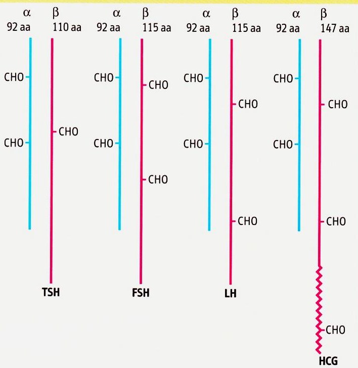 Comparación de la estructura de las hormonas