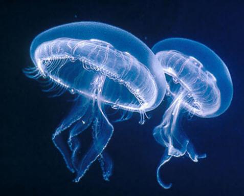 2. CNIDARIOS Son animales acuáticos con la boca rodeada de tentáculos. Poseen células urticantes llamadas cnidoblastos.