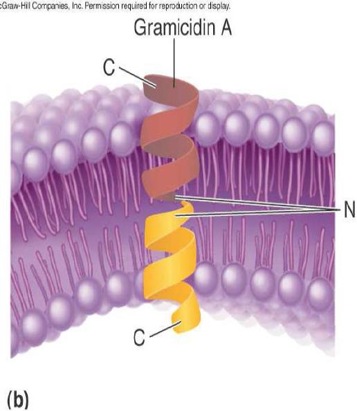 Agentes desacoplantes del gradiente de H+, Ionóforos Los agentes desacoplantes son sustancias que introducen H+ desde el espacio intermembranoso hacia el interior mitocondrial y disminuyen la fuerza