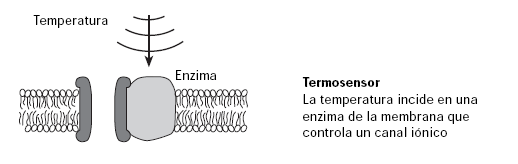 Termorreceptores.