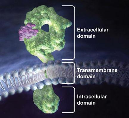 RECEPTOR Componente de una célula u organismo que interactúa con un fármaco e inicia una cadena de fenómenos bioquímicos
