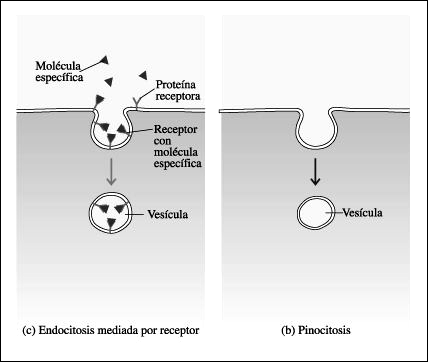 EXOCITOSIS Es el proceso inverso a la endocitosis. En este caso, material contenido en vesículas intracelulares también llamadas vesículas de secreción es vertido al medio extracelular.