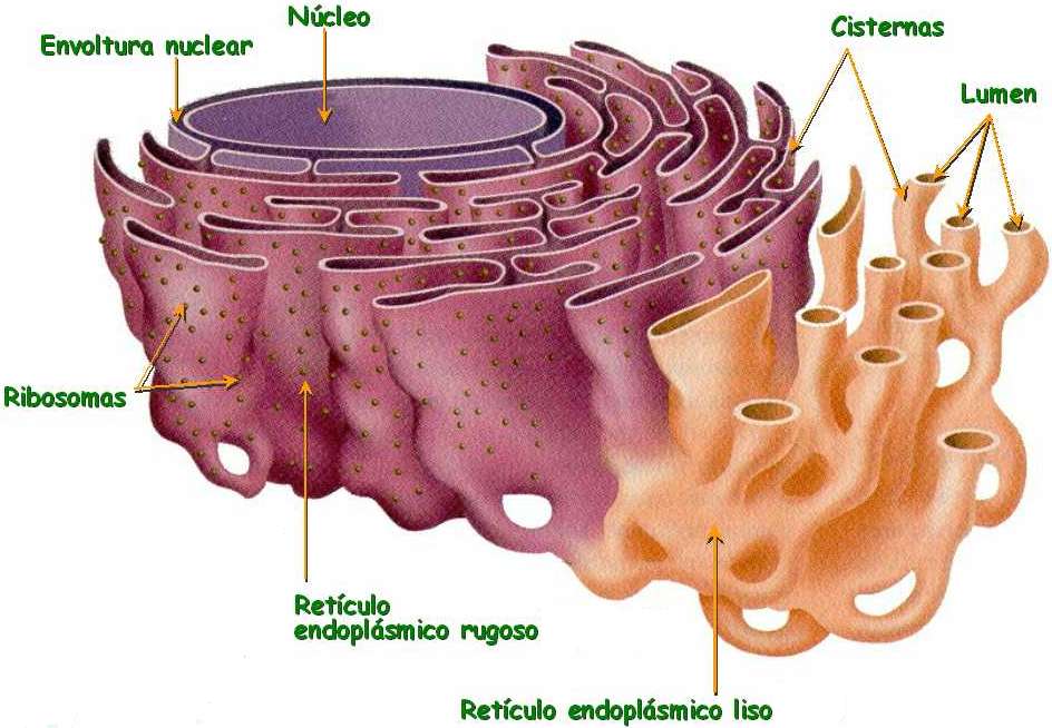RETÍCULO ENDOPLASMÁTICO Membrana del retículo Sáculos aplanados o cisternas