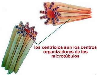 Genera todas las estructuras formadas por microtúbulos: