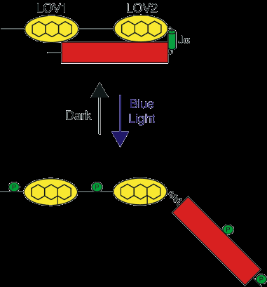 Fototropismo El primer paso en el fototropismo es la absorción de luz por las fototropinas, que son proteínas que actúan a modo de fotorreceptores.