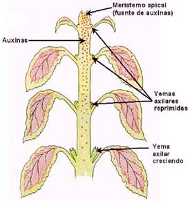 Las hormonas vegetales controlan el crecimiento en el brote apical Las auxinas son hormonas vegetales que llevan a cabo un amplio rango de funciones, entre las que se encuentran el iniciar el