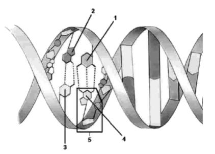 Indique las diferencias en composición, estructura y función entre el ADN y el ARN [1,2]. 2.6.19. Explica brevemente los siguientes conceptos: a) Enlace fosfodiéster.