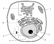 Reconocimiento de estructuras y procesos en imágenes 4.0.2. Responda a las siguientes cuestiones: a) El esquema representa una célula eucariota.