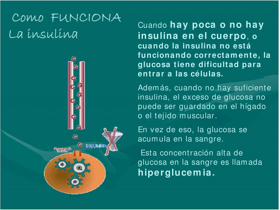Además, cuando no hay suficiente insulina, el exceso de glucosa no puede ser guardado en el hígado o el