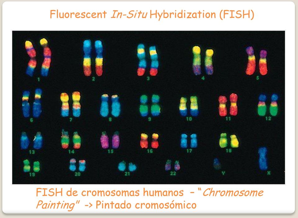 de cromosomas humanos