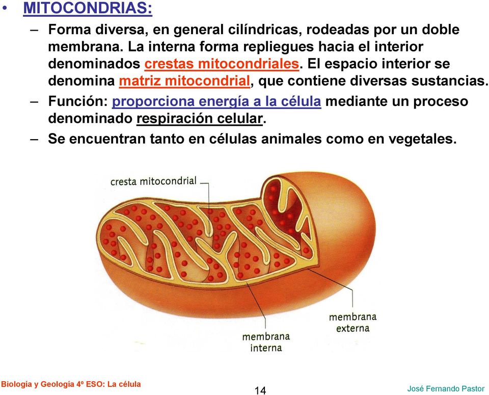 El espacio interior se denomina matriz mitocondrial, que contiene diversas sustancias.