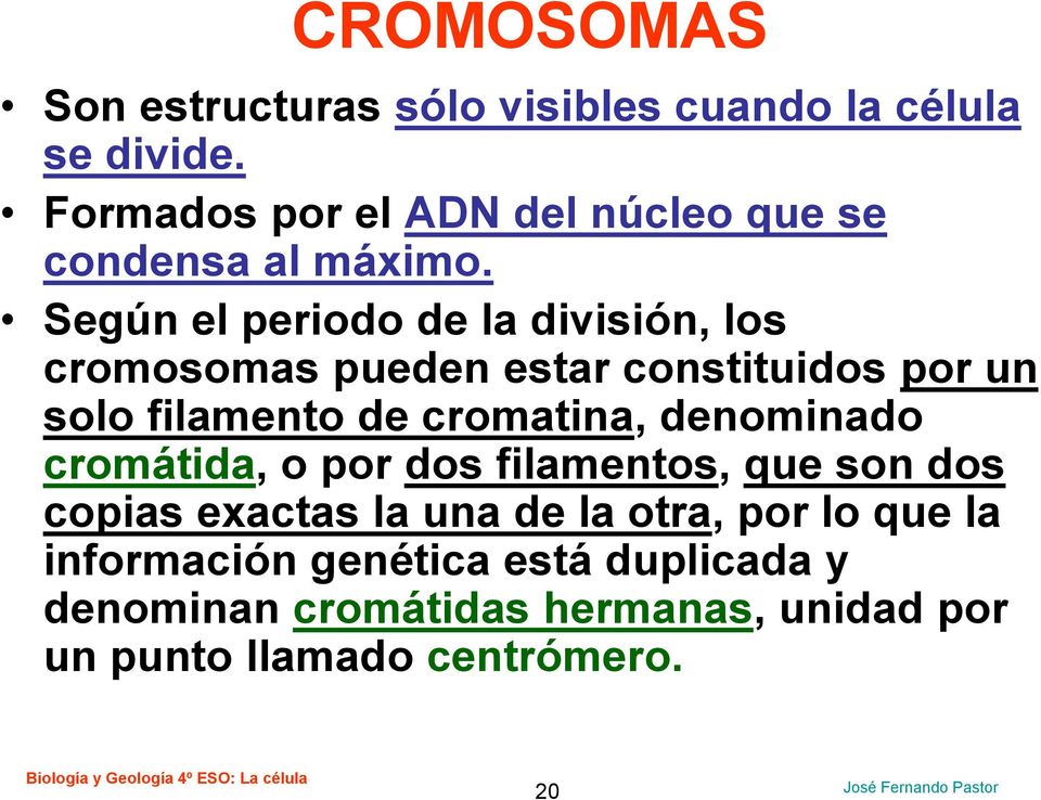 Según el periodo de la división, los cromosomas pueden estar constituidos por un solo filamento de cromatina,