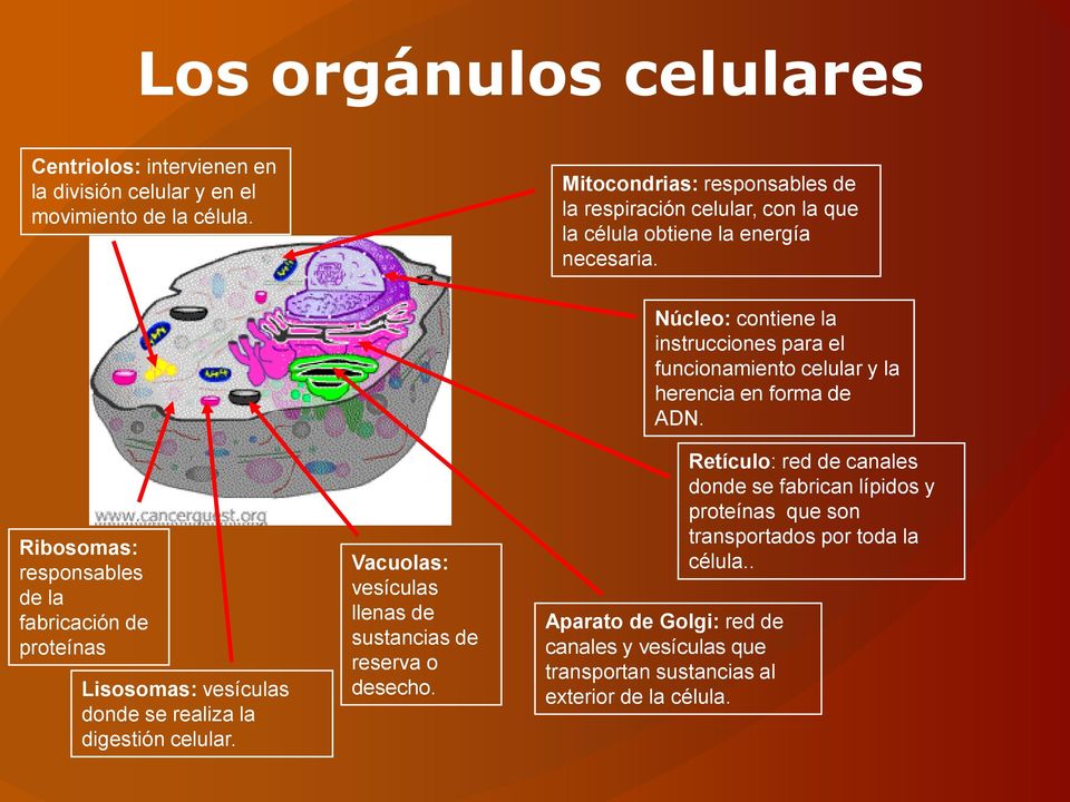 Ribosomas: responsables de la fabricación de proteínas Lisosomas: vesículas donde se realiza la digestión celular.