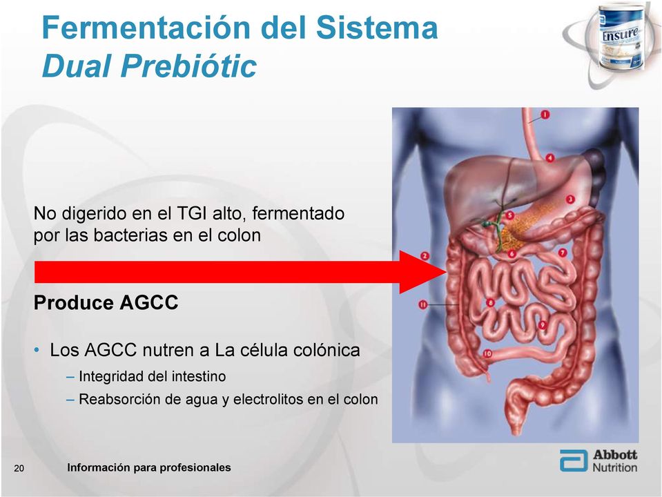 AGCC nutren a La célula colónica Integridad del intestino