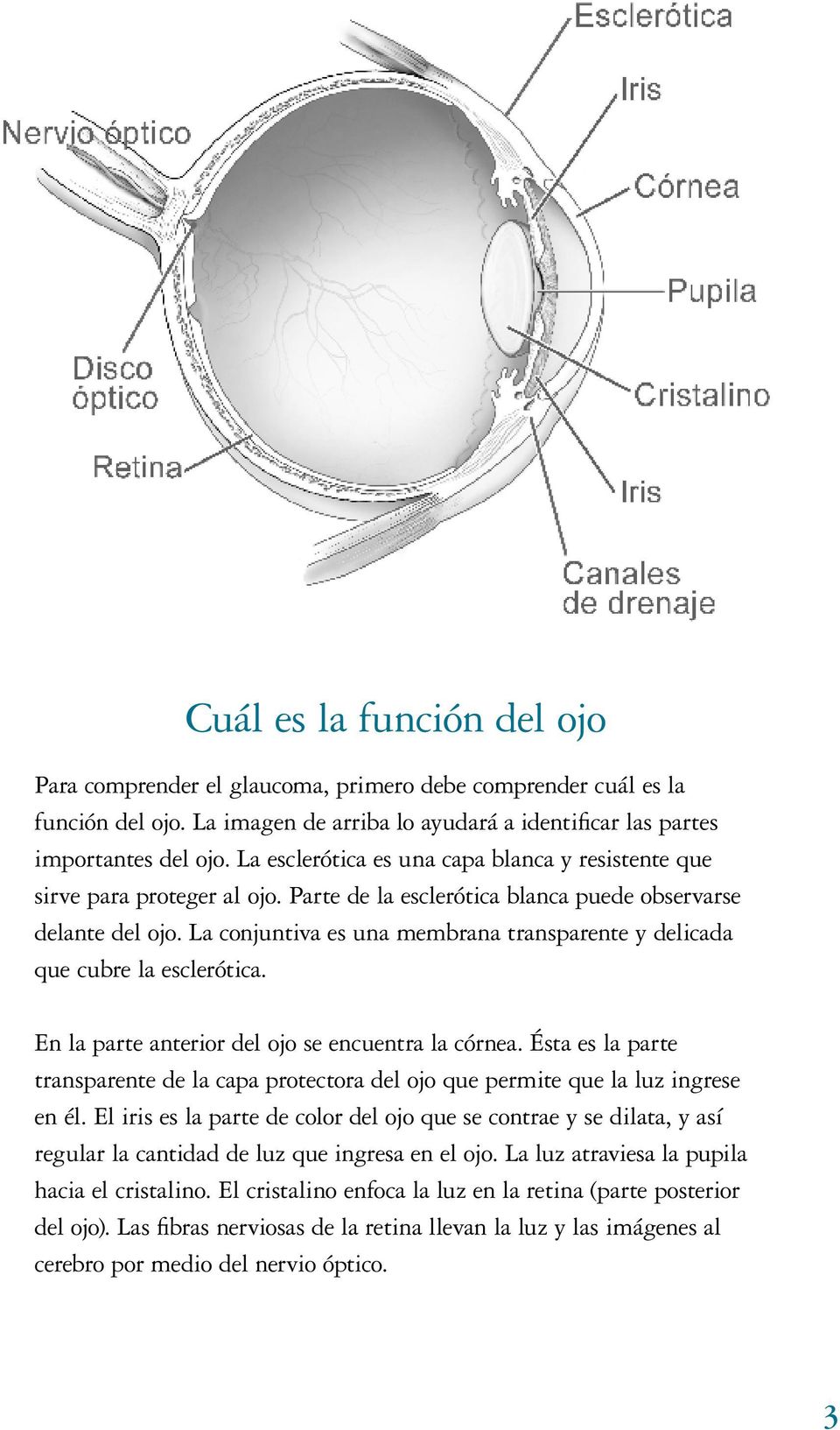 La conjuntiva es una membrana transparente y delicada que cubre la esclerótica. En la parte anterior del ojo se encuentra la córnea.
