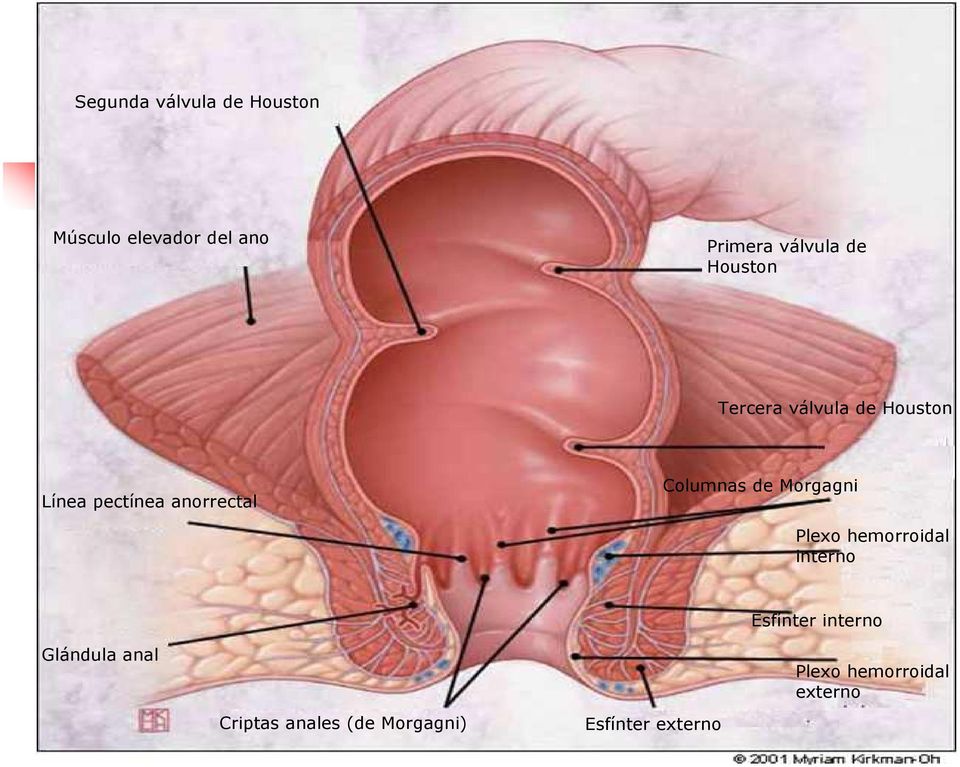 de Morgagni Plexo hemorroidal interno Glándula anal Criptas anales (de