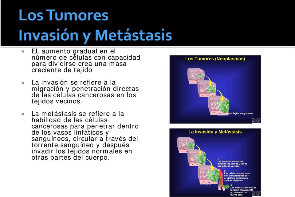 La metástasis se refiere a la habilidad de las células cancerosas para penetrar dentro de los vasos linfáticos y