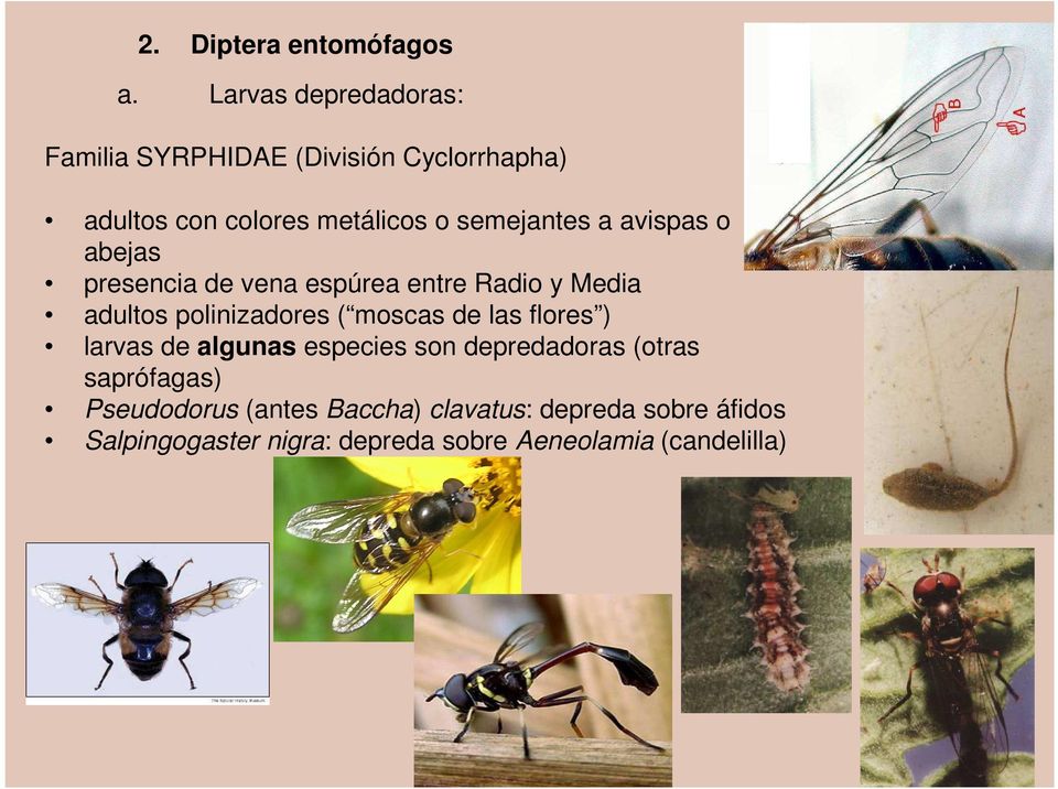 a avispas o abejas presencia de vena espúrea entre Radio y Media adultos polinizadores ( moscas de las