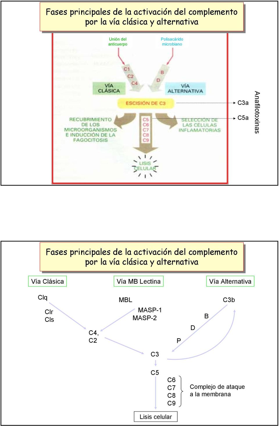 activación del complemento por la la vía clásica y alternativa Vía Clásica Vía MB Lectina Vía