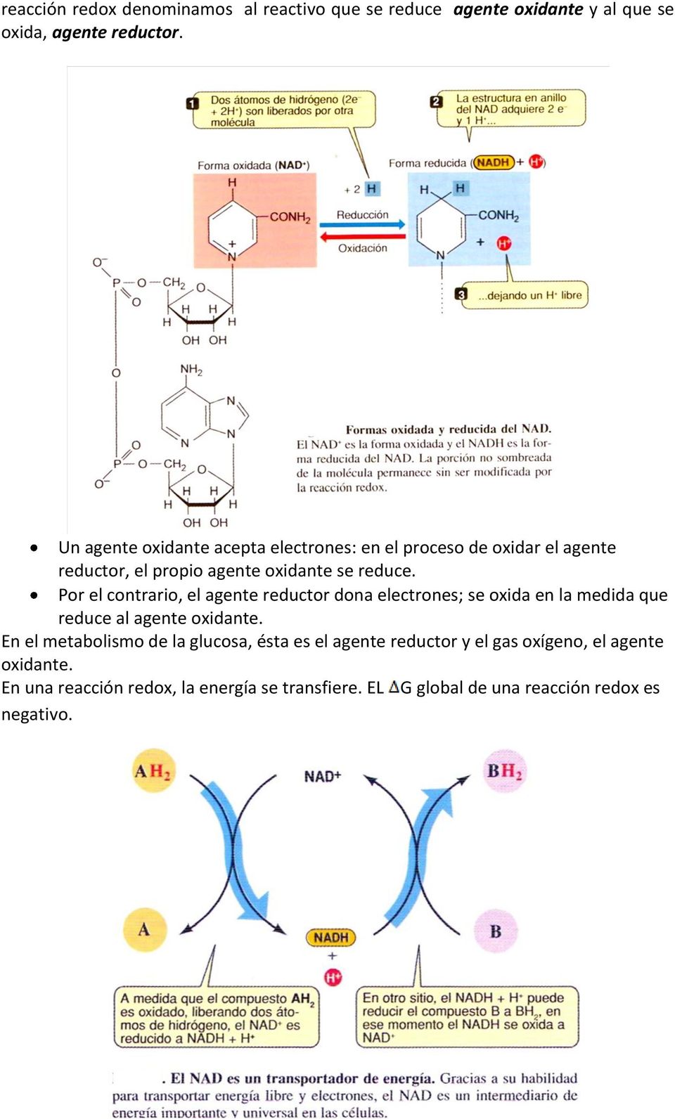 Por el contrario, el agente reductor dona electrones; se oxida en la medida que reduce al agente oxidante.