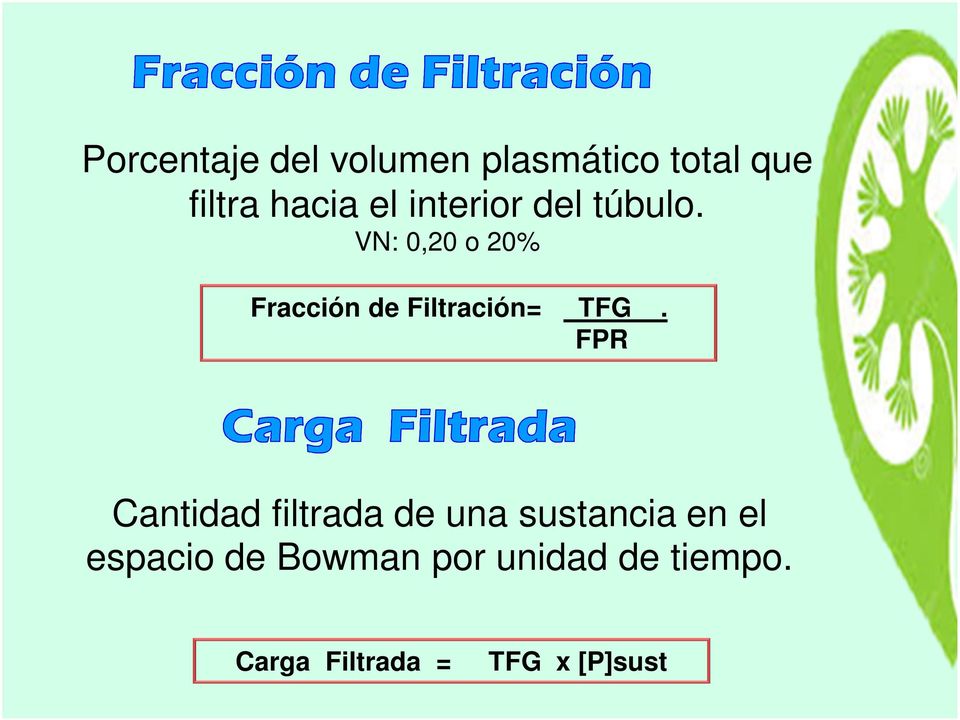 VN: 0,20 o 20% Fracción de Filtración= TFG.