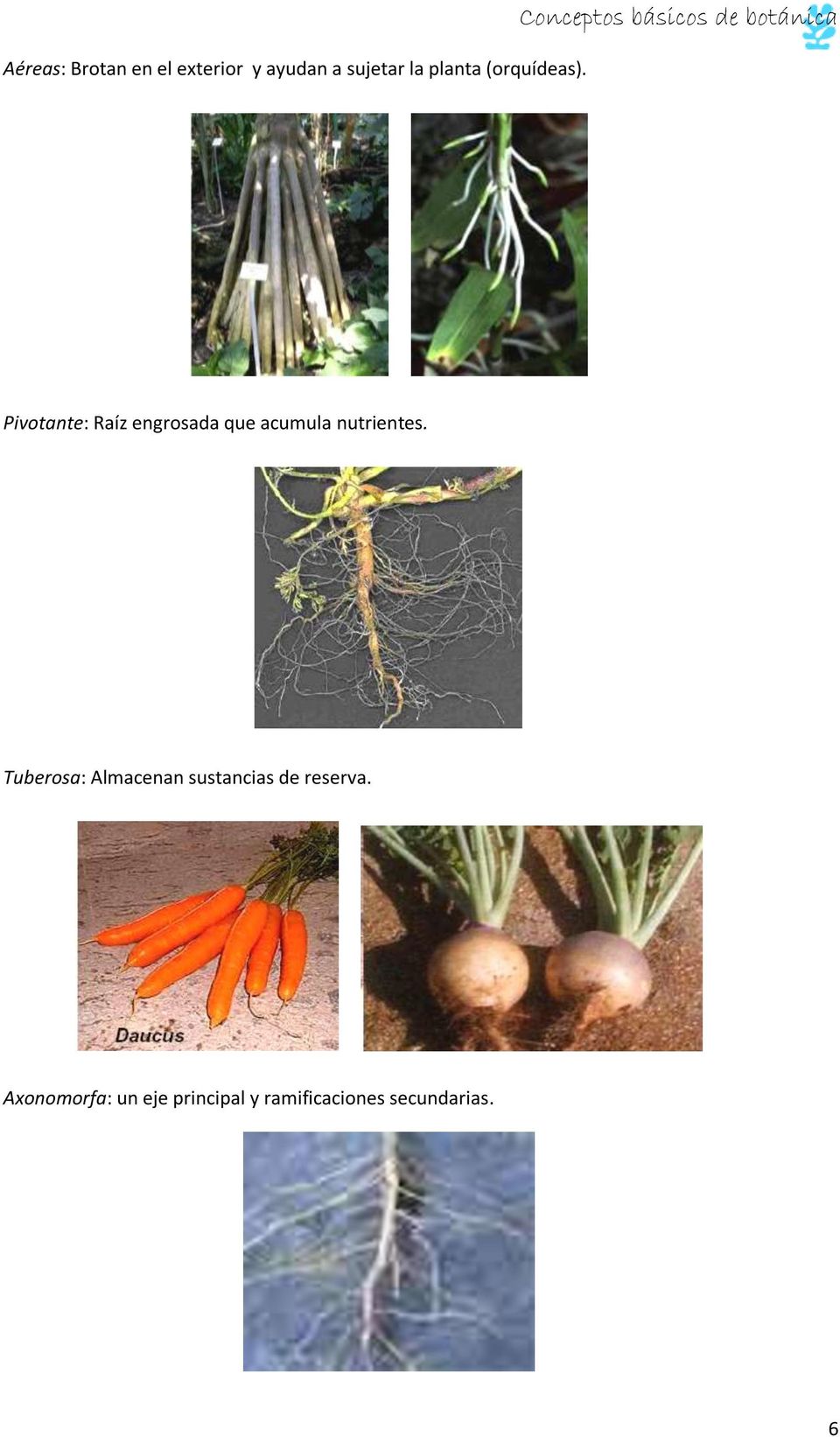 Conceptos básicos de botánica Pivotante: Raíz engrosada que