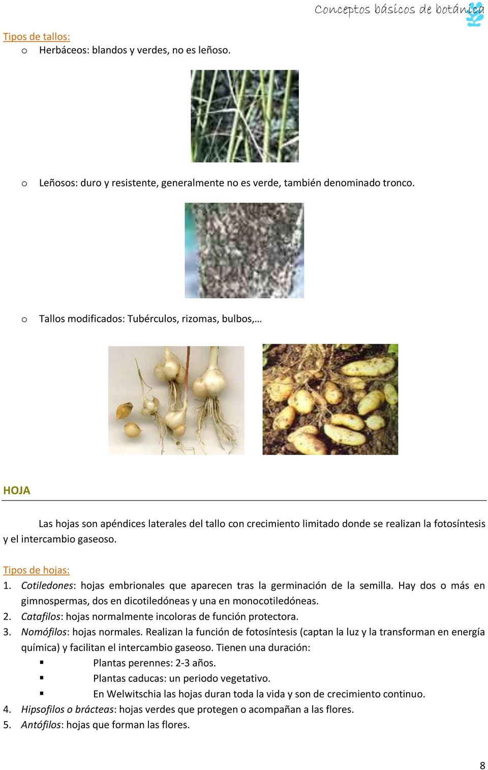 Tipos de hojas: 1. Cotiledones: hojas embrionales que aparecen tras la germinación de la semilla. Hay dos o más en gimnospermas, dos en dicotiledóneas y una en monocotiledóneas. 2.