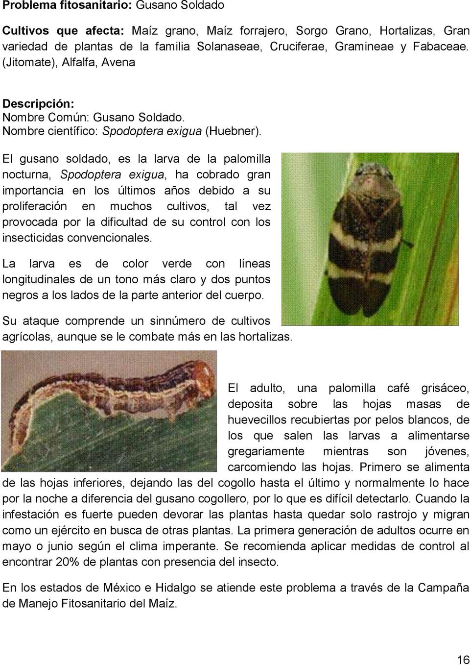 El gusano soldado, es la larva de la palomilla nocturna, Spodoptera exigua, ha cobrado gran importancia en los últimos años debido a su proliferación en muchos cultivos, tal vez provocada por la